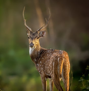 satpura animals