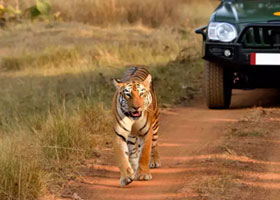 tour booking in satpura