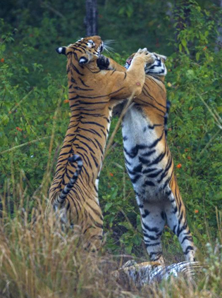 satpura tigers fight