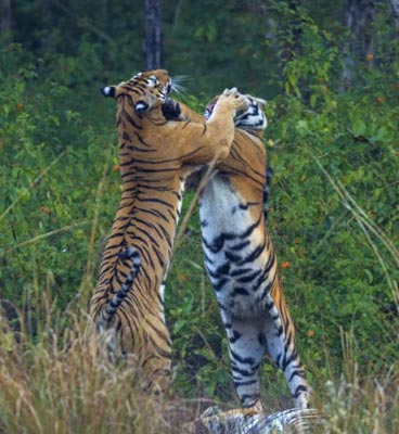 satpura fauna