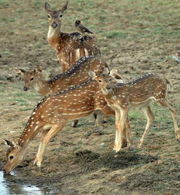 fauna in satpura