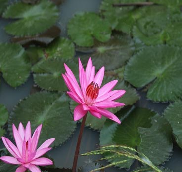 satpura flora