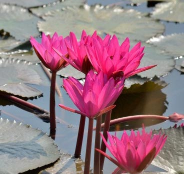 flora in satpura