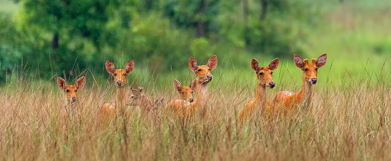 Perks of Booking Satpura Jeep Safari in Panaarpani Gate