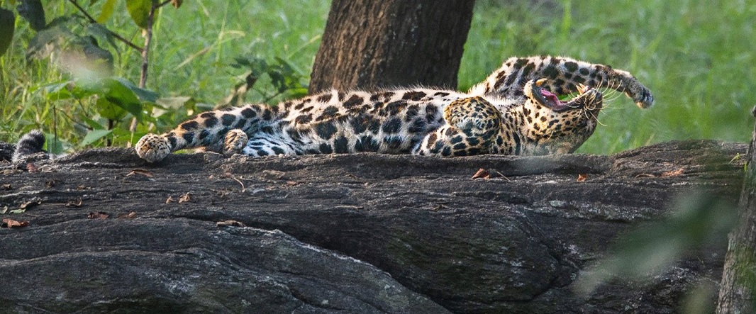 The Forsyth Trail Itinerary - An Experience beyond Wildlife Safari in Satpura