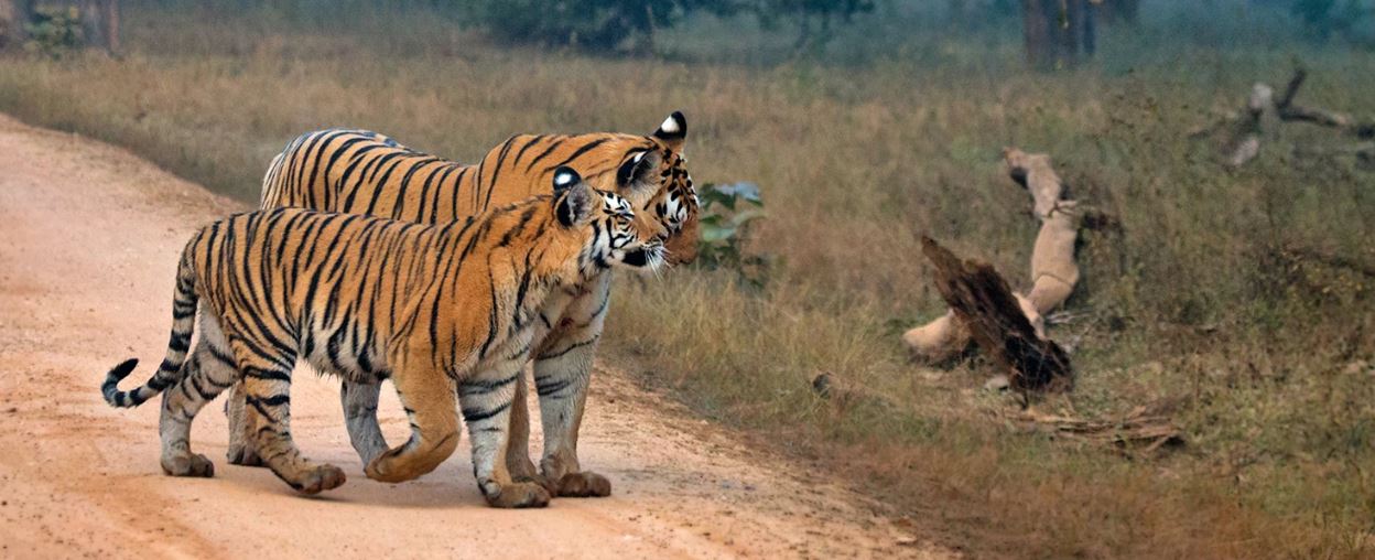 How to Plan a 1-Day Trip to Satpura National Park?