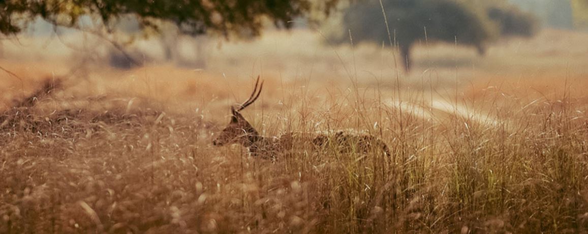 Explore Satpura National Park with a 2 Nights 3 Days Tour Package