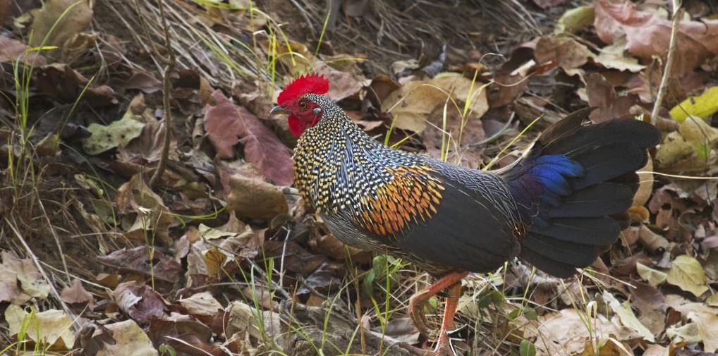 How to Explore Satpura National Park in 48 Hours?