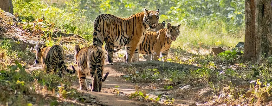 How to Explore Satpura National Park in 3 Days