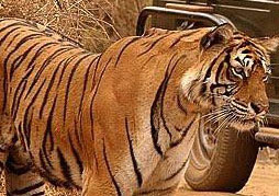 Satpura Fun Tour with 01 Jeep Safari