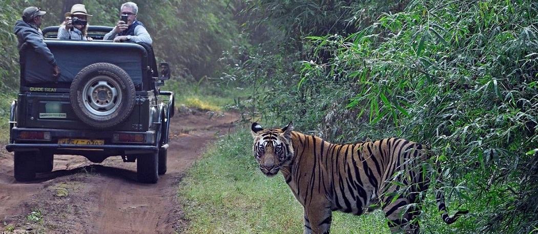 Venture Into the Hidden Wilderness of Satpura National Park This Summer
