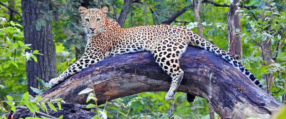 Leopards of Satpura National Park