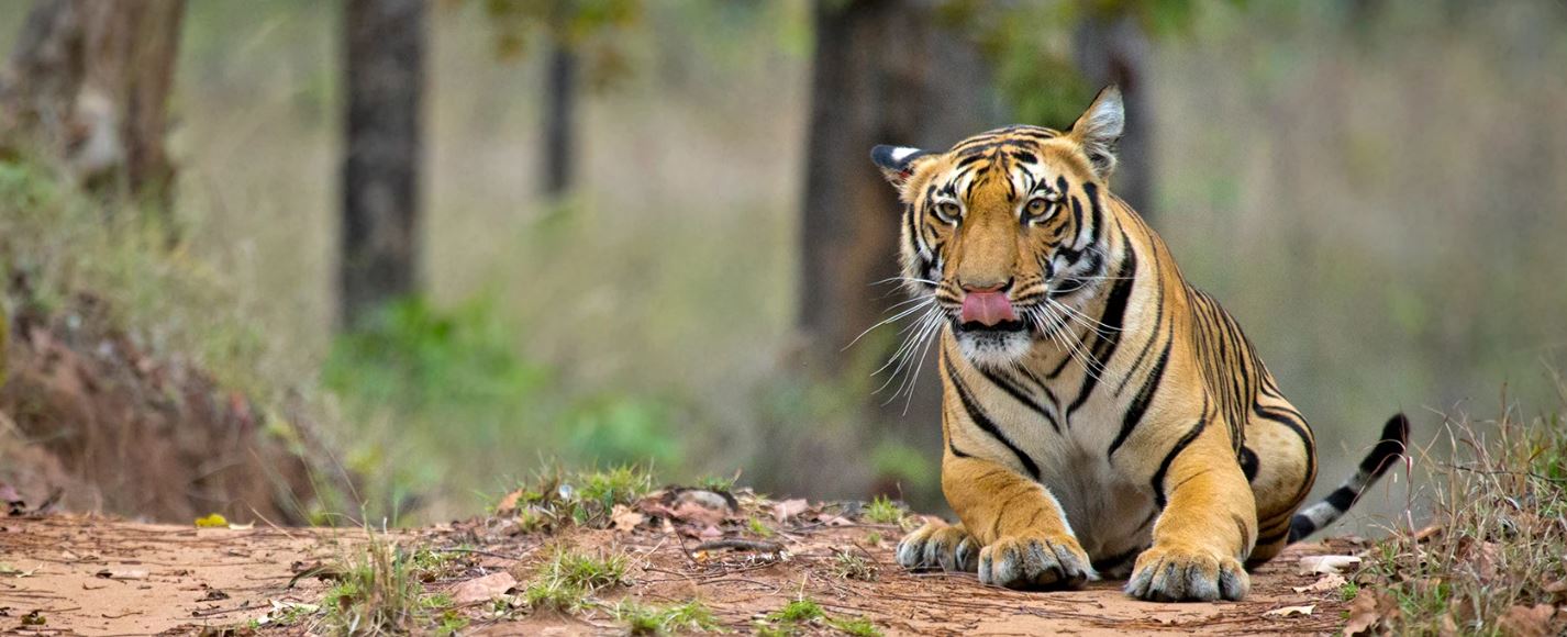 Best Satpura National Park Tour Package for a Short Safari Wildlife Experience
