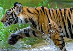 Satpura Wildlife Tour with 02 Jeep Safari