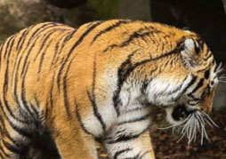 Satpura Holiday Tour with 01 Jeep Safari