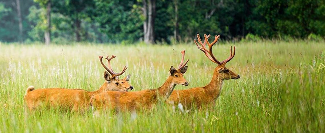 Satpura Jeep Safari Tour with Detailed Itinerary for 3 Nights/4 Days