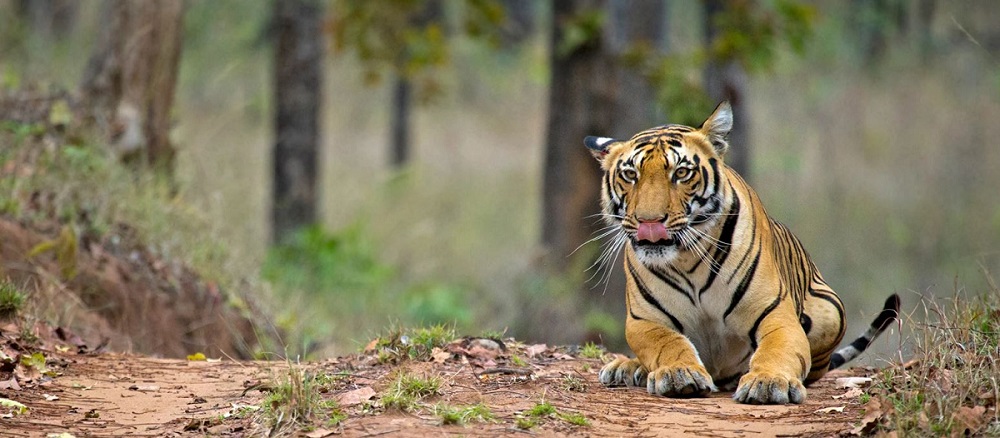2 Nights & 3 Days Weekend Itinerary to Satpura National Park from Bhopal