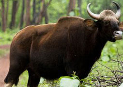 Satpura National Park Weekend Tour