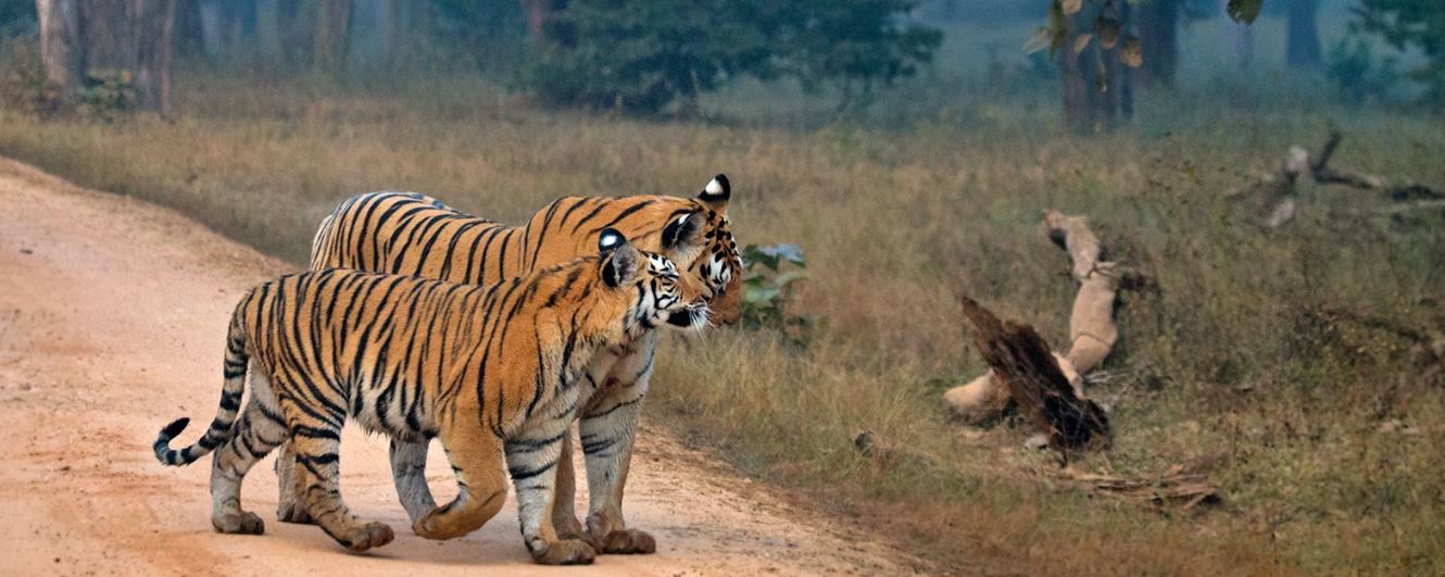 Book a Satpura National Park Tour Package from Delhi