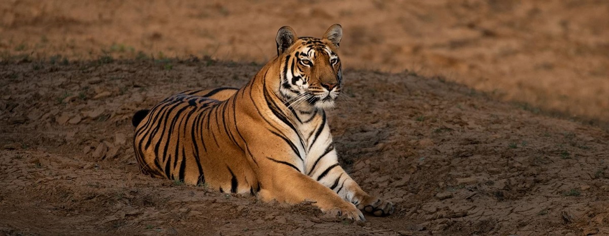 Best Satpura Tour Package for 2 Days with 2 Exciting Jeep Safaris