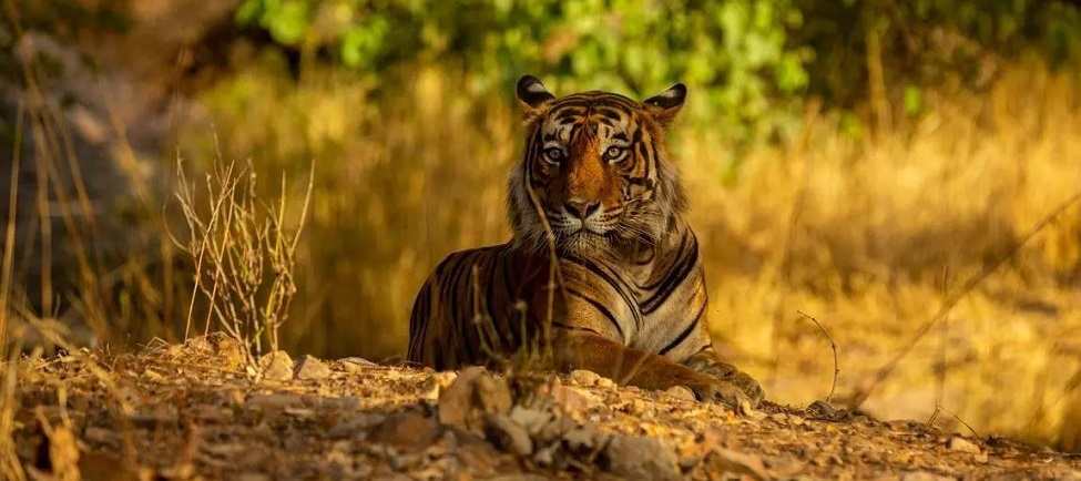 Plan a Perfect 72 Hours of Wildlife Experience in Satpura