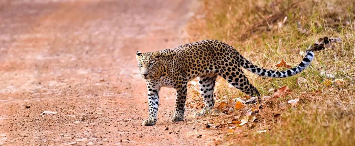 Plan Your Satpura Wildlife Tour in 5 Easy Steps 2026