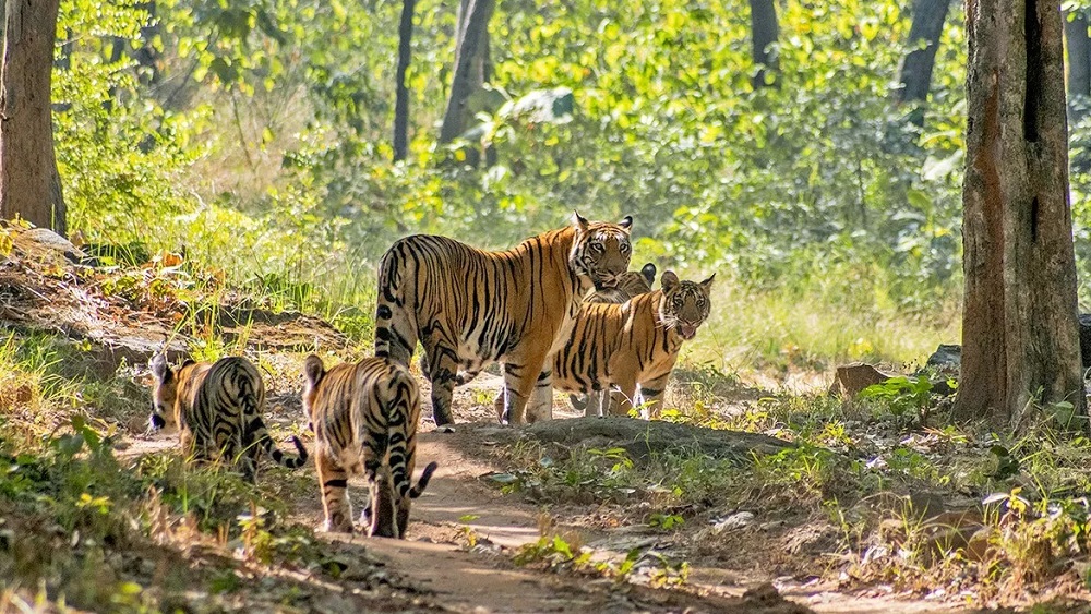Area of the Satpura National Park Will Increase