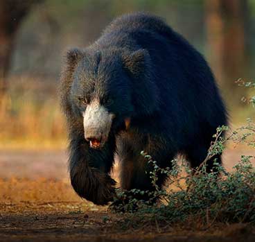 jeep safari satpura