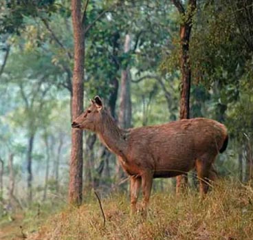 how to plan satpura tour