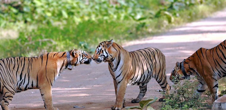 Tiger Walk in Satpura Becoming Centre of Attraction for the Tourists