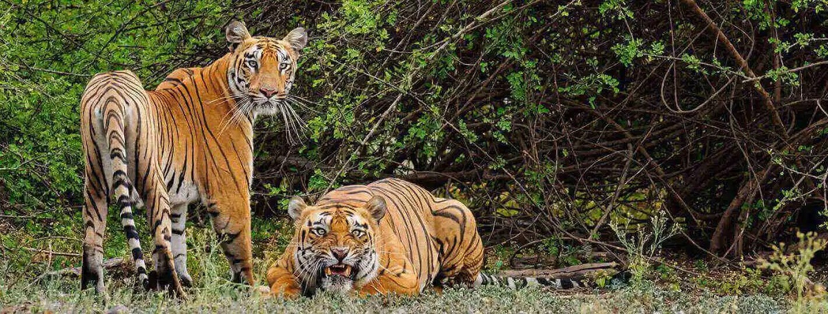 Satpura National Park Explained: Safari Options, Best Time & Booking Tips