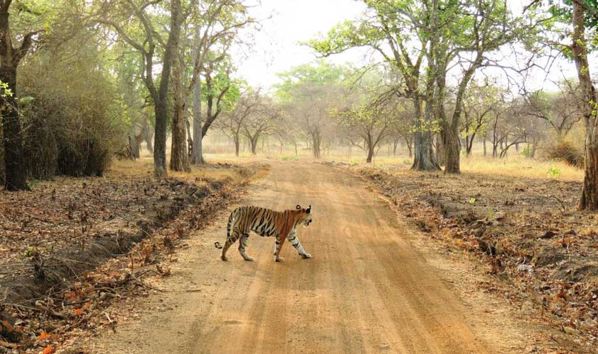 Satpura: An Abode of the Rare Species if Animals and Plants