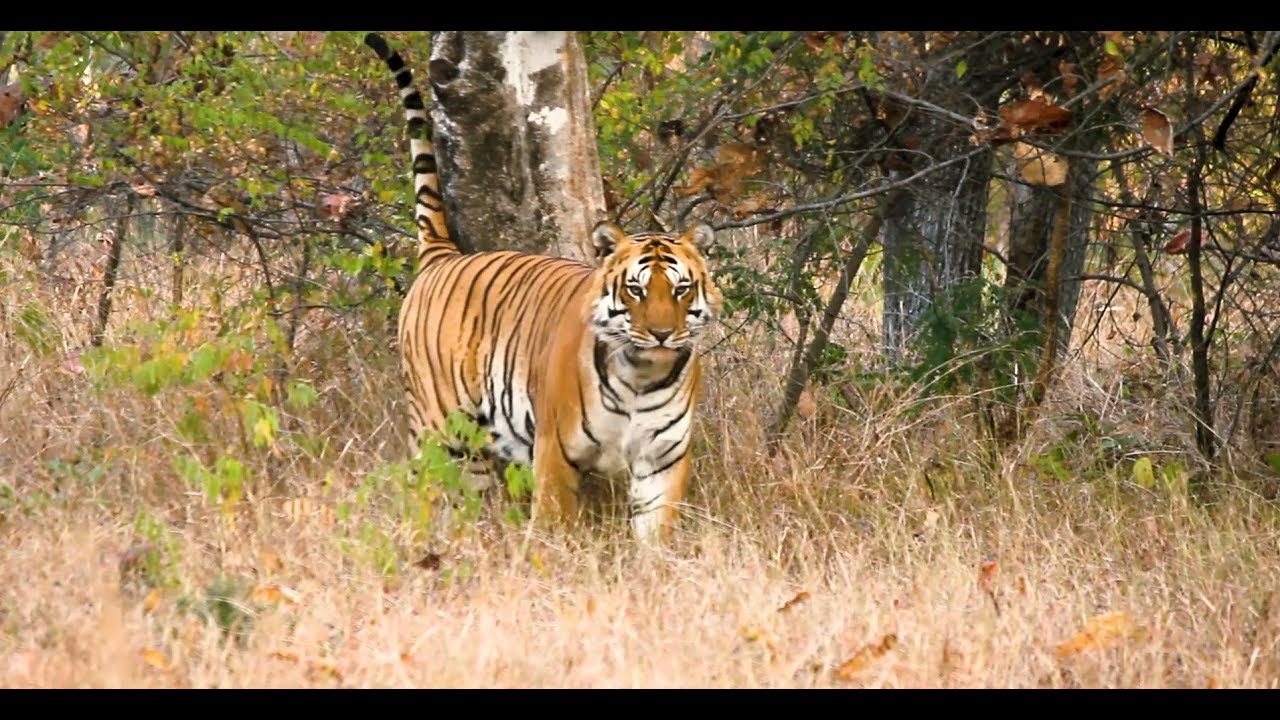Chitals in Satpura Tiger Reserve Brought From Pench Tiger Reserve
