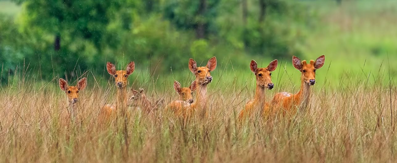 Satpura National Park Safari FAQs on Booking, Timings & Travel Info