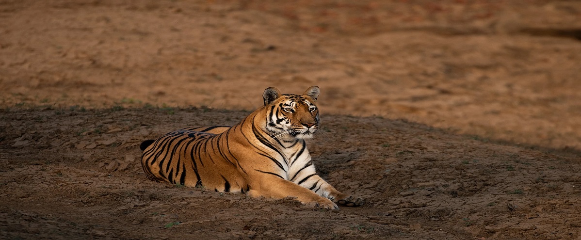 Get the Best Deal by Booking Satpura Tour Package